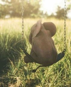 a dog is sitting on a swing with the caption'por fin encontre el pinche elefante que se cumplaba