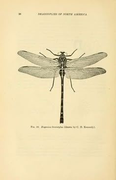 an old book with a drawing of a dragonfly on it's back end