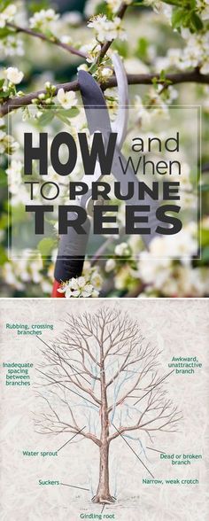 a tree with the words how and when to prune trees