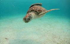 a sea turtle swimming in the ocean