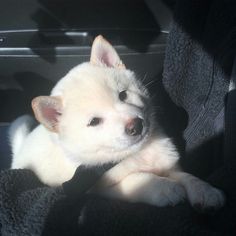 a small white dog laying on top of a blanket in the back seat of a car