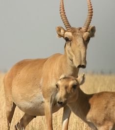 an adult antelope and its baby in the tall grass, looking towards the camera