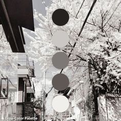 black and white photograph of trees in front of buildings with text overlay that reads drop color palette