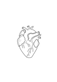 a black and white drawing of a human heart