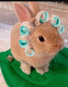 a rabbit with curlers on it's head sitting in a cage