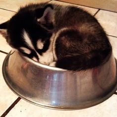 20 Huskies Sleeping In Hilariously Weirdest Positions Cat Vs Dog, Pet Couches, Really Cool Drawings, Feeling Sleepy, Dog Diet, Warm Bed, A Husky, Dog Photography, Peter Parker