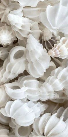 a close up view of some white flowers