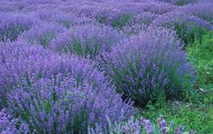 purple flowers are growing in the grass