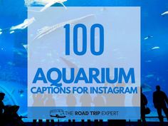 the words, 100 aquarium captions for instagram are in front of an image of people looking at fish