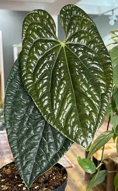 a large green leafy plant sitting on top of a wooden table next to a potted plant