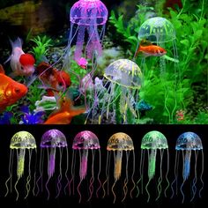 different types of jellyfish in an aquarium