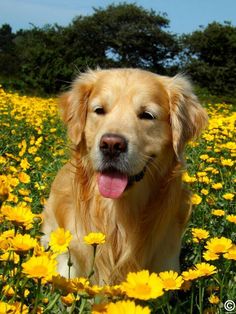 a golden retriever sitting in a field of yellow flowers with his tongue hanging out