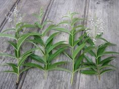 several green leaves and white flowers on a wooden surface