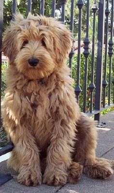 a shaggy dog sitting on the sidewalk next to a fence and iron railing with trees in the background