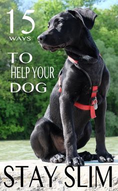 a black dog sitting on top of a rock next to the water with text overlay that reads 15 ways to help your dog stay slim