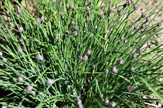 some purple flowers are growing in the dirt