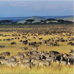 a large herd of zebras grazing on the savannah