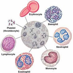 an animal cell diagram with all the different cells labeled in it's own words