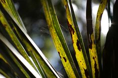 a close up view of the leaves of a palm tree with yellow and brown spots