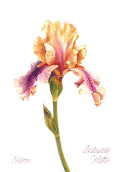 an image of a flower that is drawn in pastel pencil and watercolor on paper