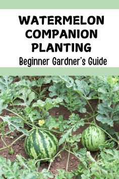 Check out our garden guide for watermelon companion planting.