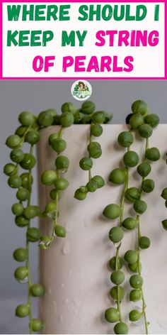 "Where to place my String of Pearls plant, String of Pearls care tips, 
String of Pearls indoor placement, String of Pearls hanging location, 
String of Pearls sunlight needs, String of Pearls watering guide" Plants In Jars, Household Plants, Plant Care Houseplant, Inside Plants, Growing Plants Indoors, Indoor Plant Care, Succulent Gardening