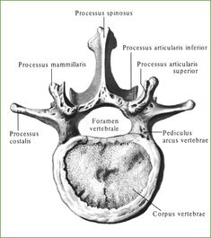 the structure of the human skull and its major structures, including the cranium