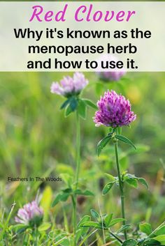 Healthcare Routine, Medicinal Herbs Garden, Medical Herbs, Red Clover, Herbal Tinctures, Natural Healing Remedies, Herbal Healing, Cold Home Remedies, Herbs For Health