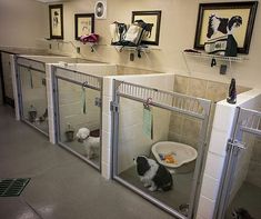 two dogs are sitting in their kennels at the veterinator's office