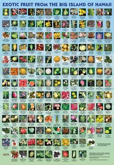 an exotic fruit from the island of hawaii poster with pictures of different fruits and vegetables