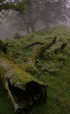 moss covered logs in the middle of a field on a foggy day with trees