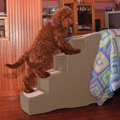 a brown dog standing on top of a set of stairs