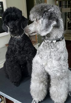 two poodles sitting on top of a table next to each other