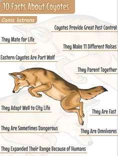 an info sheet describing the different types of dogs