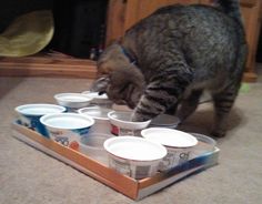 a cat standing on the floor looking at cups in a box that is filled with milk