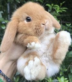 a person holding a stuffed rabbit in their hand