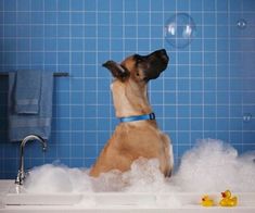 a dog is sitting in the bathtub with bubbles