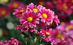 pink flowers with yellow centers in a garden