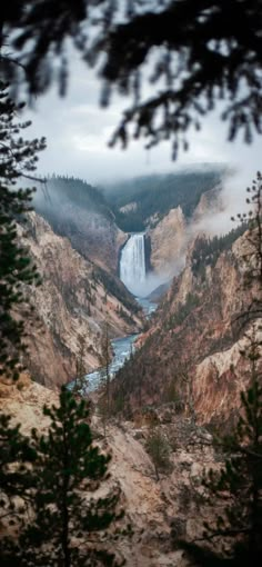 the grand canyon is surrounded by trees and fog