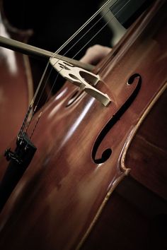 a close up view of the strings on an old cello, taken from behind it