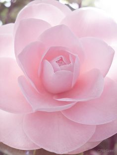 a large pink flower that is blooming in the sun