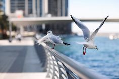 two seagulls are flying over the railing of a pier near water and buildings