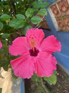 a pink flower is blooming in front of a blue wall and some green leaves