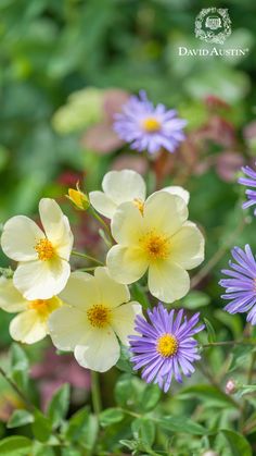 some pretty yellow and purple flowers in the grass