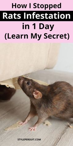 a rat hiding under a couch with text overlay reading how i stopped rats infestation in 1 day learn my secret