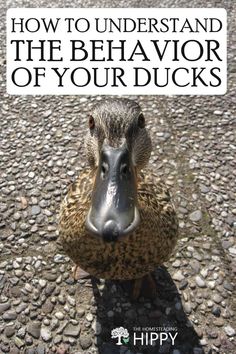 a duck with the words how to understand and the behavior of your ducks on it