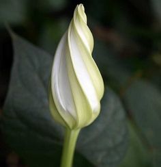 a white flower bud with green leaves in the background and dark background