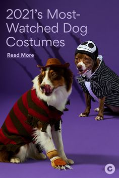 two dogs dressed up in costumes on a purple background with the caption reads, 2012's most - watched dog costumes read more