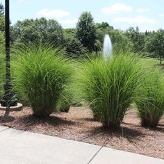 some very pretty plants by the water fountain