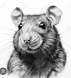 a black and white drawing of a rat looking at the camera with its eyes wide open